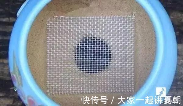 木炭|盆栽底下垫上这4种，告别“植物杀手”称号！