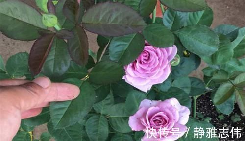 3种花漂亮又好养,花大色艳,埋土里就能活,室内也能种