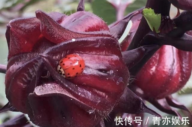 盆栽|1种植物有红色“花朵”，人称“玫瑰茄”，植株珍贵，当盆栽也美