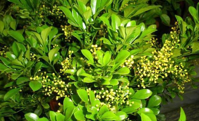 “阿司匹林”养米兰这样养，才能让它四季开花，生长不间断