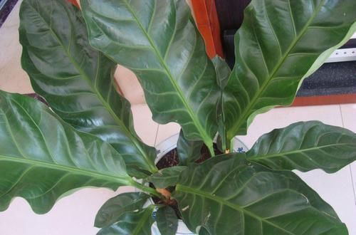 棕竹|适合养殖在室内的花卉植物,既好看又可以净化室内的空气!