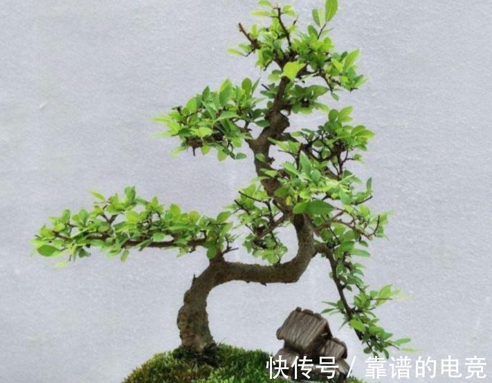 小叶|5种富贵花,越养越值钱,家门口养一盆,长成“传家宝”