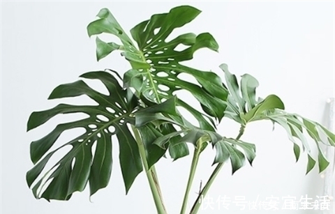 龟背竹，冬天浇水有节奏，叶片又大又绿，个个能“开背”