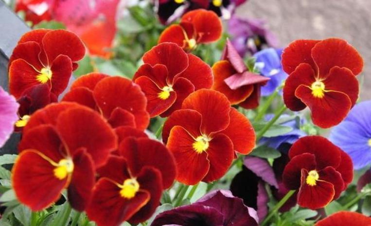 绣球花|4种花是花中劳模,一年四季开花不断,不易生病好养护