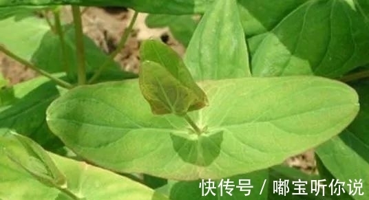 祛风通络|农村有一种野草，有着祛风通络的功效，还能拿来炒菜？