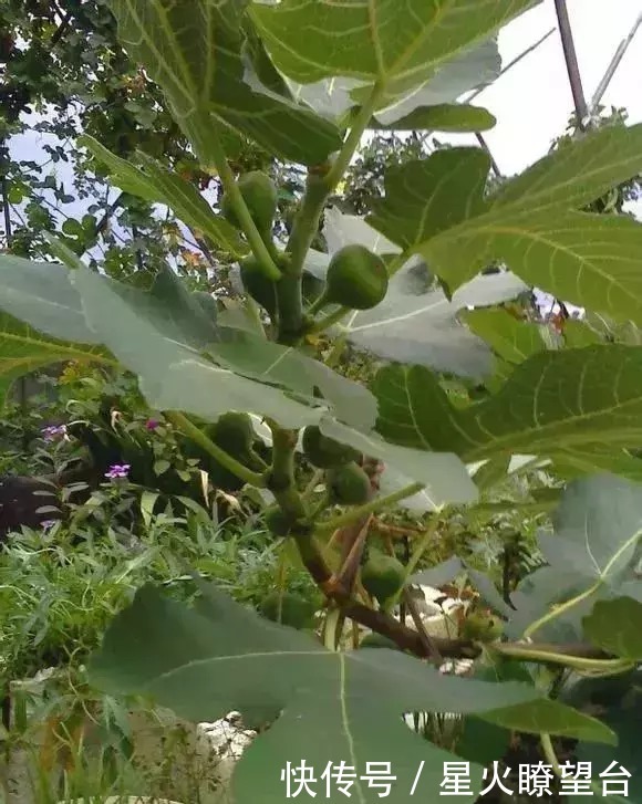 1根枝条插土里,10天生根,来年结果,一结一箩筐,吃不完!