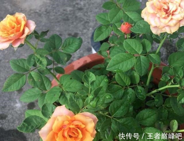 为何扦插月季，总成活不了这里送你一套“攻略”，栽种就靠它了！