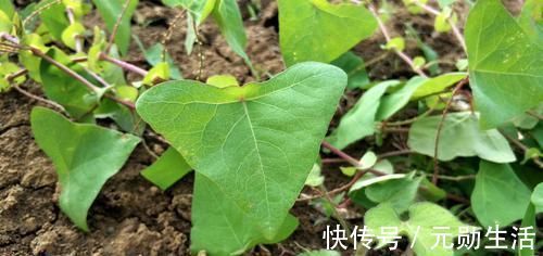 野草|农村这种野草,蛇见了就跑,人称“蛇倒退”,却是民间的治病良药