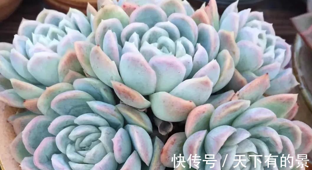 冰梅|多肉植物冰梅很香，但却不好养，这3方面要多下功夫