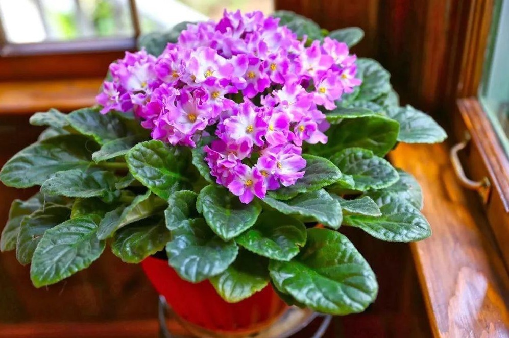 土质|养花,戒掉这些坏习惯,养啥花都简单,爆盆不成问题