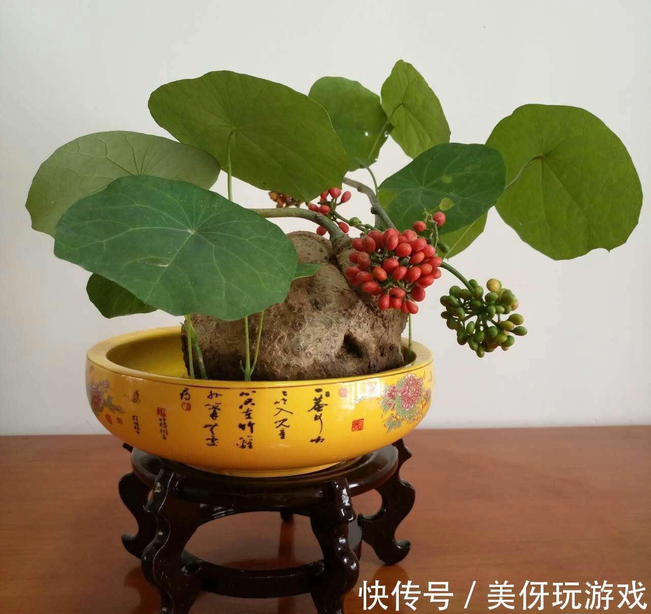 九死还魂草|9种养不死的花,绿萝只能排最后,再养不活就剁手吧