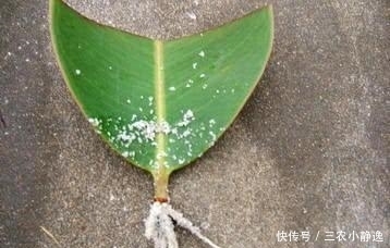  学会|学会扦插橡皮树, 少走很多弯路