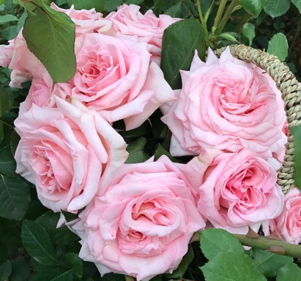 2021年养过的10款月季,皮实好养开花美,你最喜欢哪种?