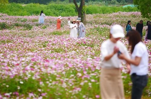 快来打卡！光谷现200亩“水彩”花海