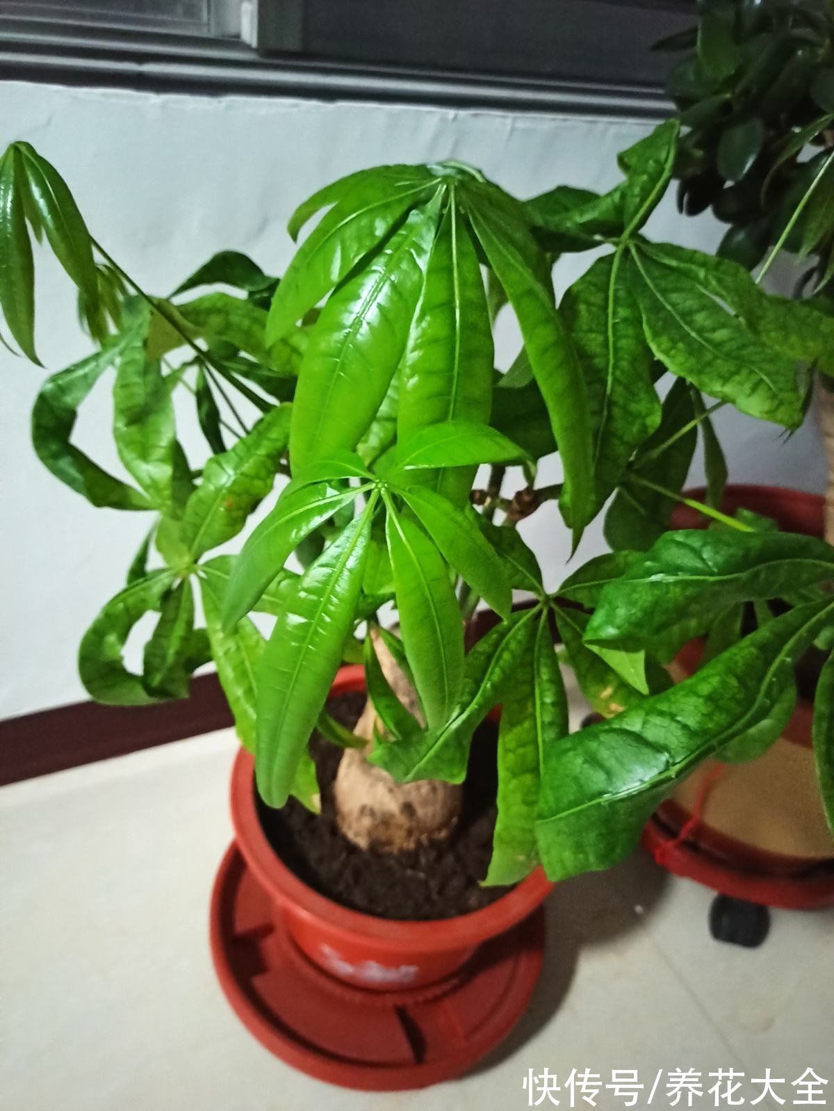 平安树|30种观叶植物，能观赏也净化空气，总有一种你养过