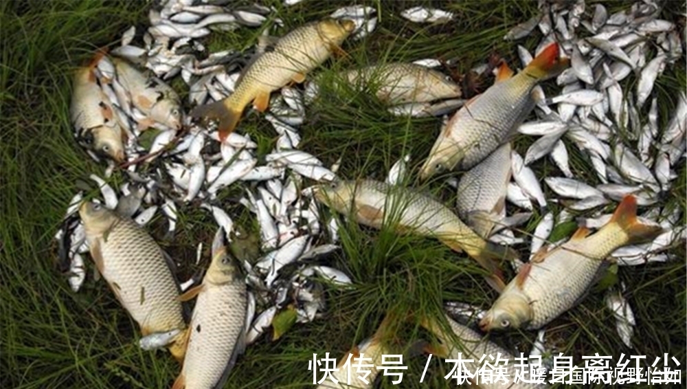 钓灵|野钓选漂和调漂经验,选漂注意吃铅大小,调漂注意钓钝才“万能”