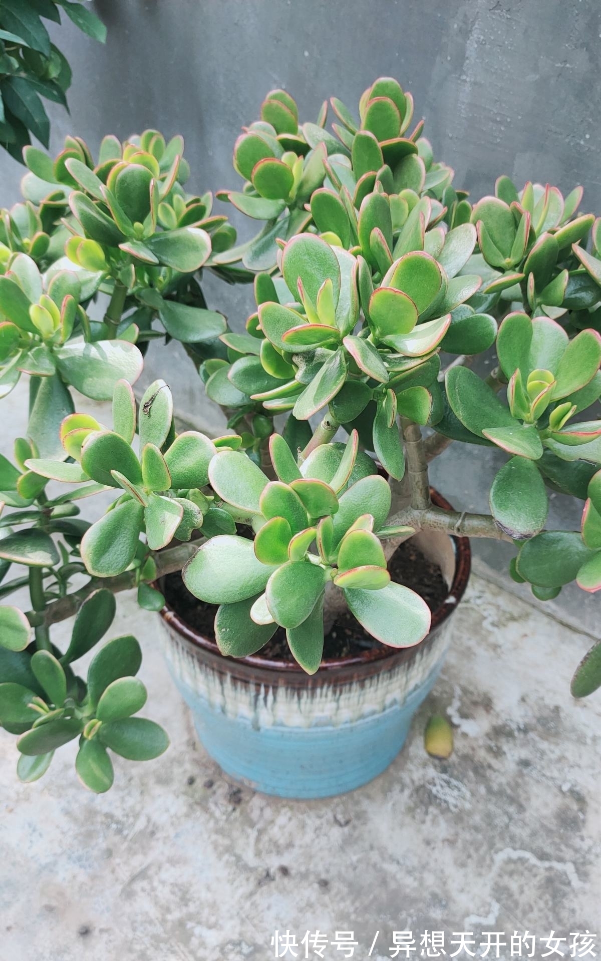 10种需要“干养”的花,不要''灌''着它们,不然全都烂根