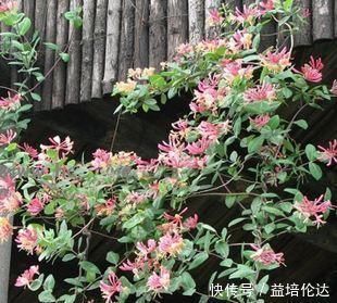 牡丹|不抽烟不喝酒,也要种此花,比牡丹还美,花开220天不落,易成活