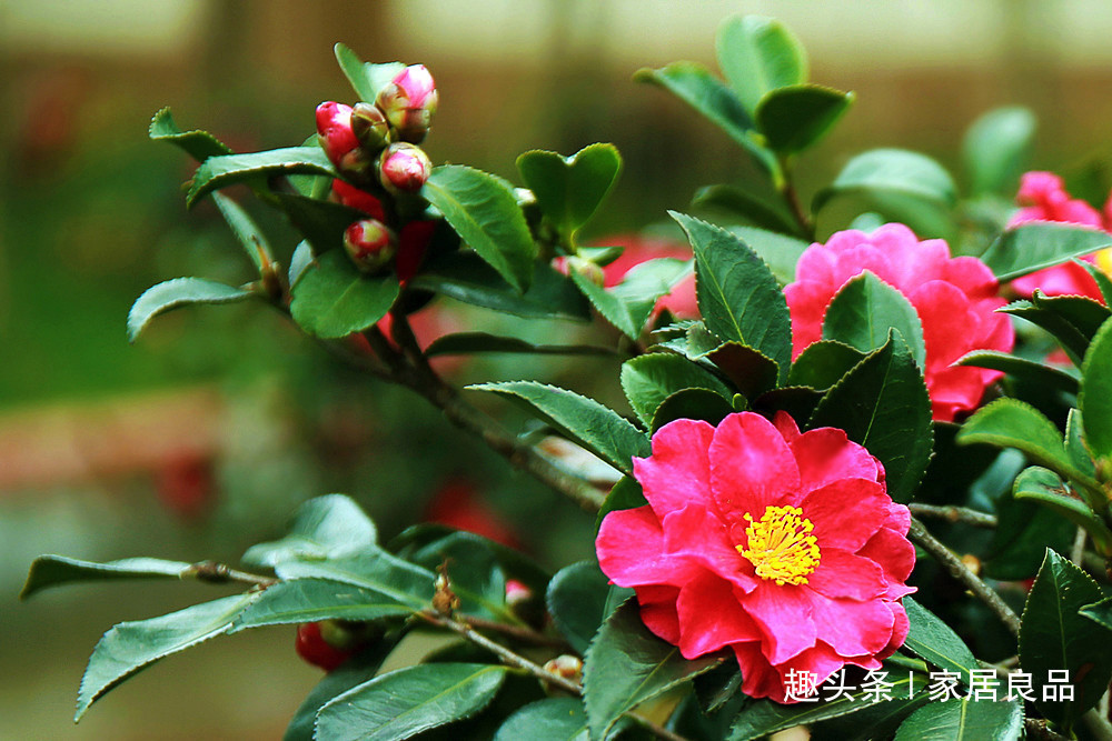 仙客来|不用买的这“3种花”，一根枝条，家里瞬间变“花海”