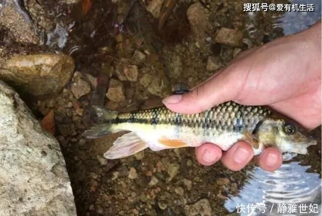 水流|农村这种鱼,一般生长在水流清澈的小溪里,咬钩凶猛,红烧之后鲜香不腥