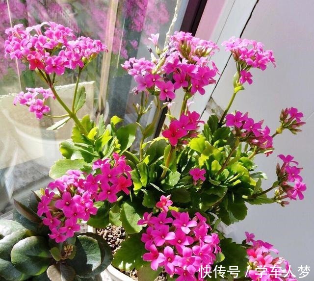 养花要“舍得剪”，把这6种花卉剪成“光杆子”，开花变成棒棒糖！