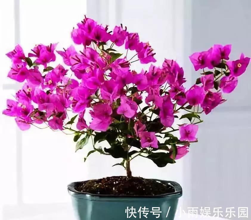 冬季养花大全,家里有这21种花的看过来