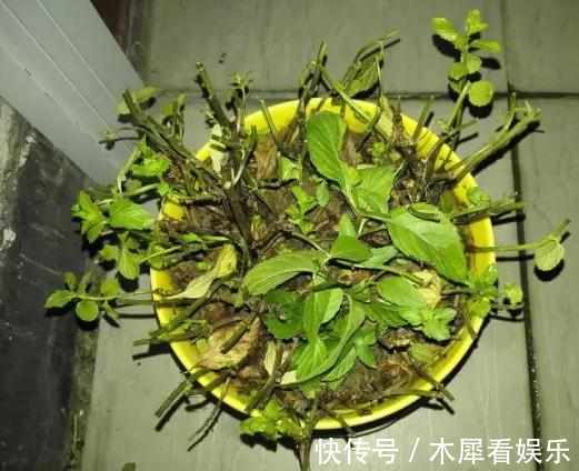 新手|快死的花这样剪,3天保证活,学会就是大神,新手想想就很激动