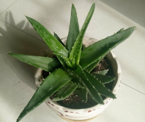 家里芦荟叶片易干瘪浇水时注意3个方法，保证叶子肥大长势好