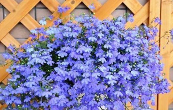 家里要养4种花,开花吉祥又喜庆,红红火火,旺财又旺运!