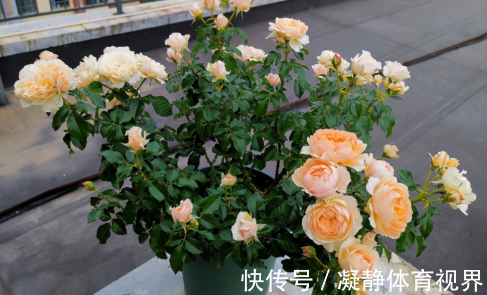 喜欢月季，挑这3样微型种盆栽，搁阳台养眼，打理难度低