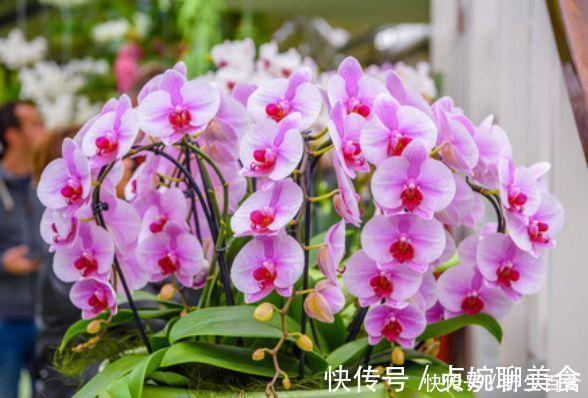 养花就养这几款，全年开花不停，四季有花开，花香四溢飘满屋