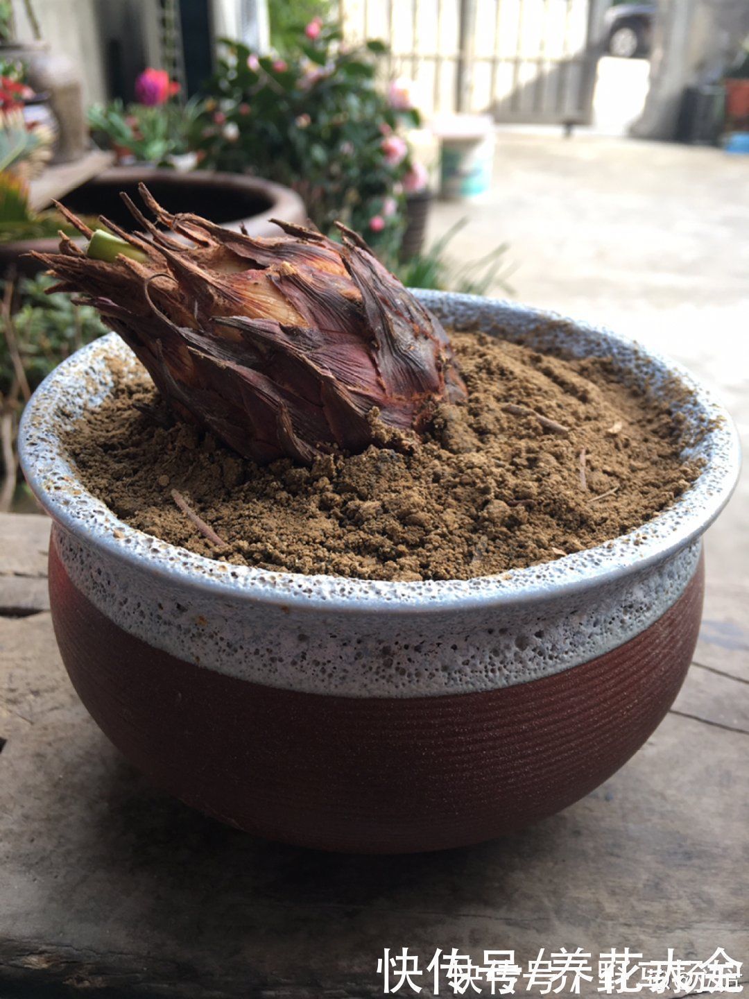 柴烧|农村当柴烧的花,原来可以当盆景,给一千块也不卖