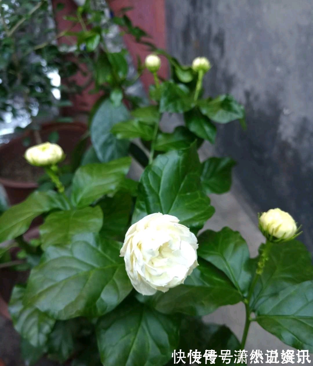 虎皮兰|春天,这八种花剪个枝插土里就活,养养就开花,错过就要等明年了