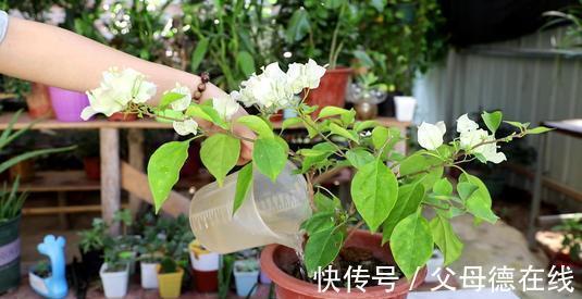 三角梅只长叶子不开花？秋天四不做，花朵多到看不见叶子