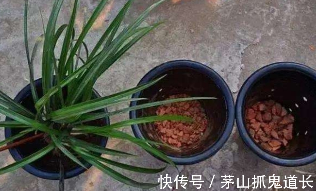 花友|花卉换盆，让很多人忽视的“3个小细节”，处理不好，后期出问题