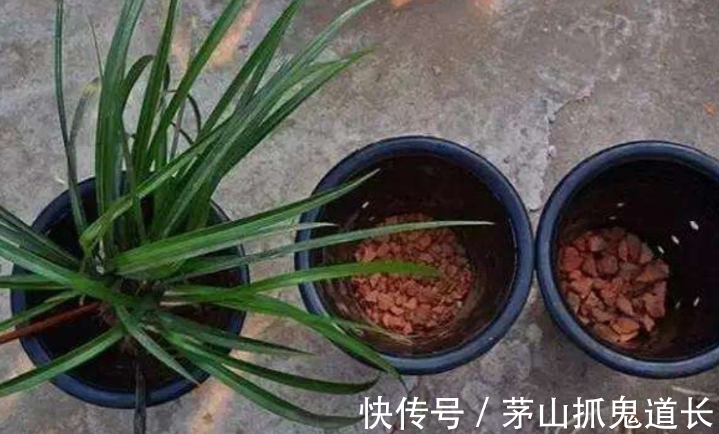 花卉换盆,让很多人忽视的“3个小细节”,处理不好,后期出问题