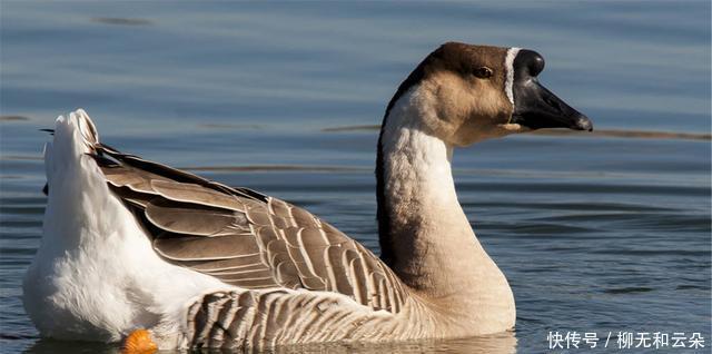 浓郁|柱侯酱焖鹅和碌鹅的家常做法,肉质软糯酱香味浓郁,出锅香气四溢