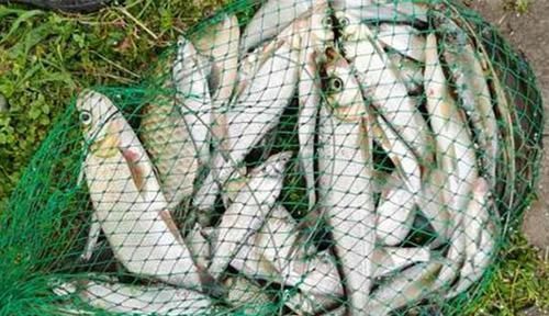 子线|手竿钓翘嘴鱼最佳钓法，当飞铅钓遇上包食钓，半天狂拉十几斤！