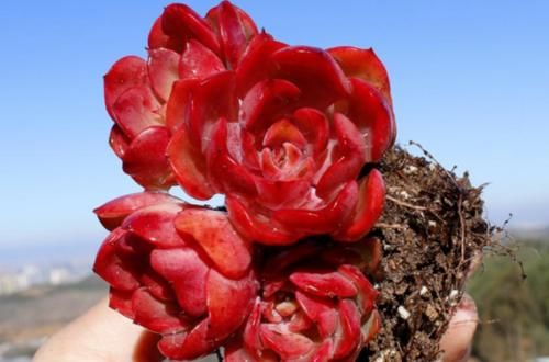 多肉高贵养出状态以后如同气质高雅的贵妇,但养不好就会秒变村姑