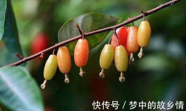 颜值担当|农村人常摘的野果子,一斤卖30元,日本人当成盆栽爱不释手