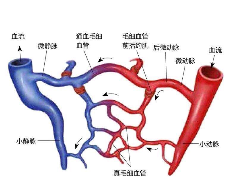 与组织|微循环障碍矿疗帮您打通微循环,提高健康