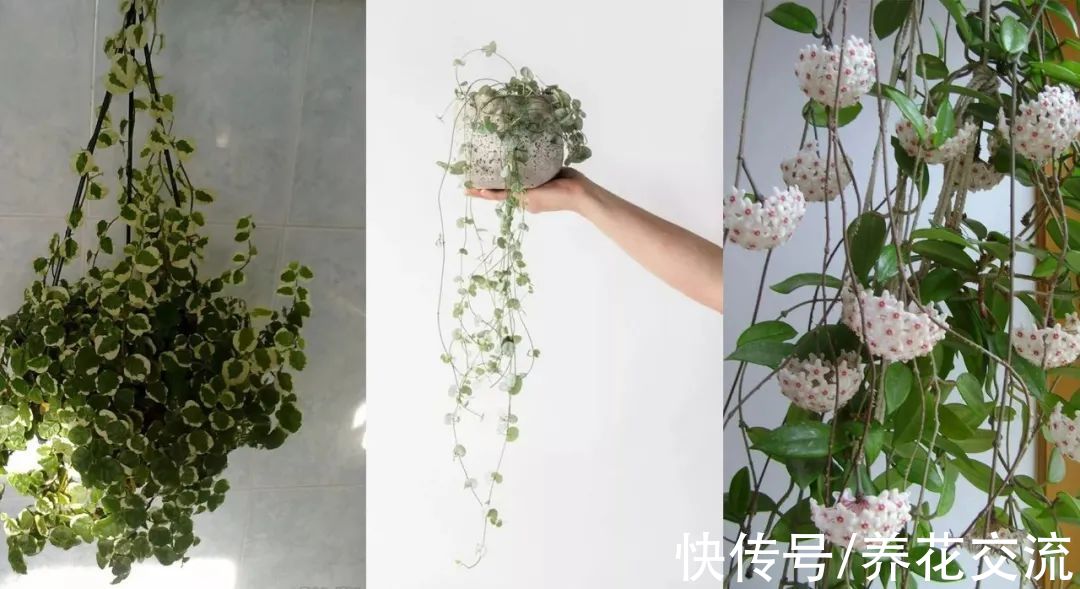 8种小众的垂盆花卉，小巧且可爱，朝东的窗台上可悬挂几盆