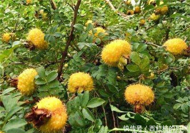 皮膚|女性想要皮膚好,常吃三種食物,美容養顏,滋潤肌膚,好處多多