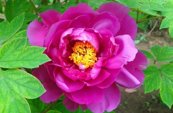 妙计!君子易处小人难防,击垮小人的4大妙计,学会一招小人跪地求饶!