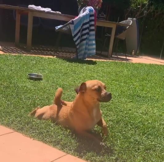 优雅汪匍匐前进自带节奏感 淑女爬姿让人看的着迷 表情100分 快资讯