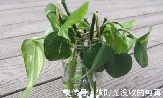 扦插育苗|养花小技巧:怎么自制黄豆肥?防范病虫害?扦插育苗?