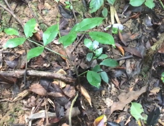 药用价值|客家地区有一种草药，叶子两面都带尖刺，泡酒具有很高的药用价值