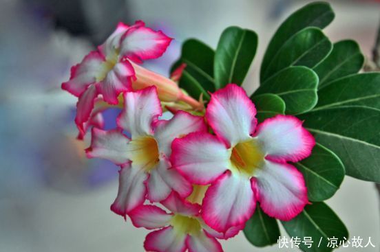 颜控喜欢的4种花,妖艳妖娆,层层交叠,烂漫迷人眼