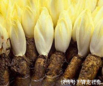 小肚子|蒲公英配它是“天然护肝王”,泡茶喝一周,小肚子不见了,肝好了