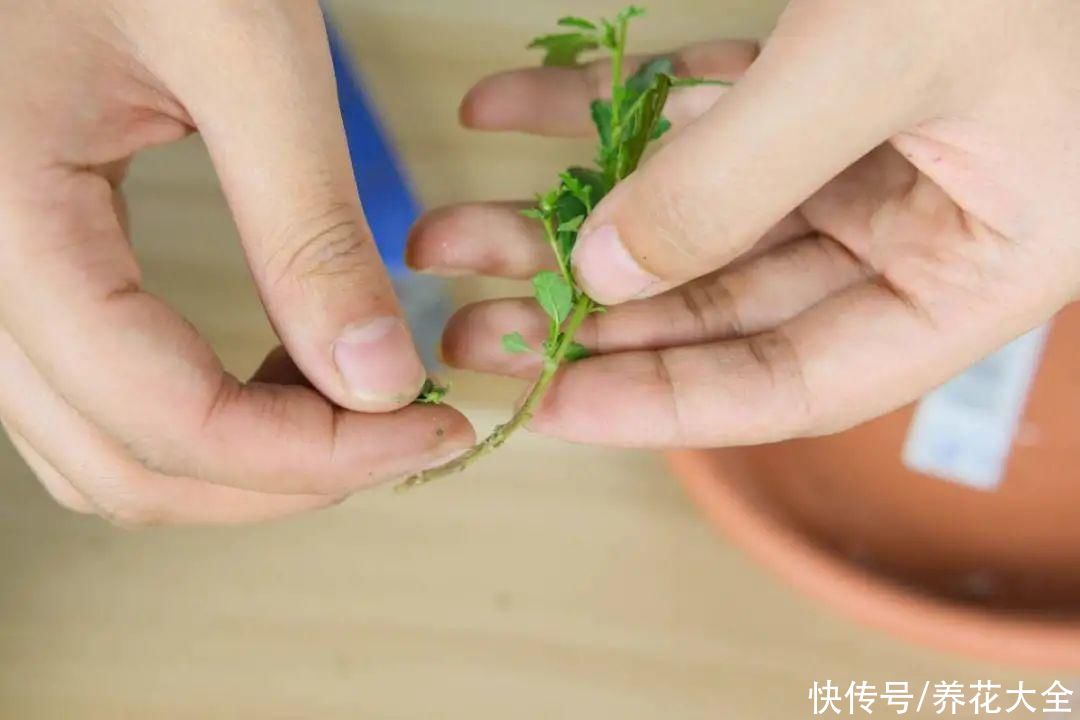 种花|10种花，现在扦插，下个月就开花